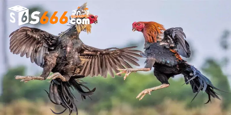 Đá gà Mỹ sôi động và kịch tính